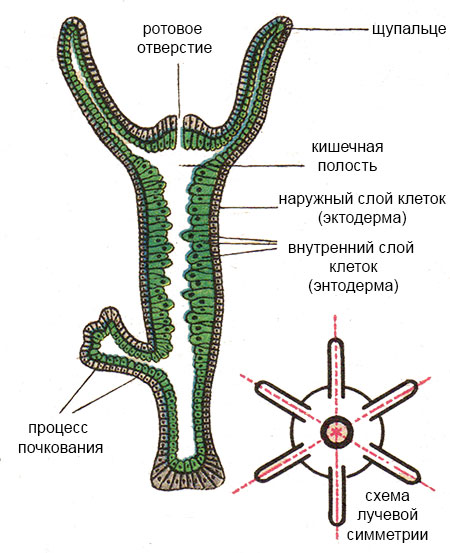 Kra36cc