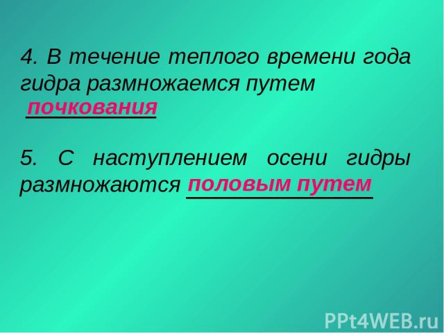 Кракен гидра